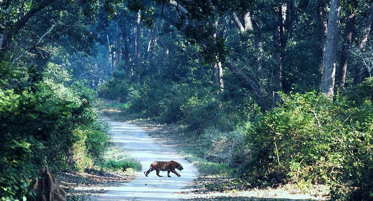 Jungle Safari - Nainital (1)